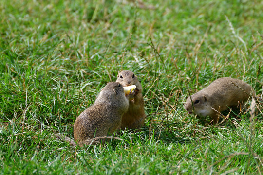 ground squirrel grazing and lurking in the grass 