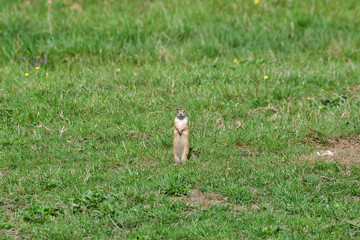 ground squirrel grazing and lurking in the grass 