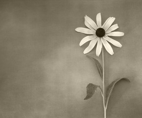 Flower in blossm on condolence card