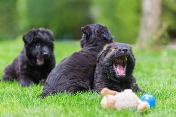 Old German Shepherd puppies on the lawn