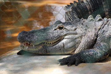 alligator nearby closeup at florida everglades