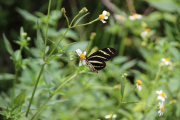 yellow black butterfly at everglades florida USA