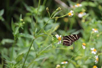 close-up yellow black butterfly at everglades florida USA