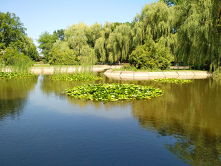 Fototapeta na wymiar Park with a lake with water lilies