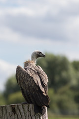 Portrait of a vulture. Endangered African animal standing alone.