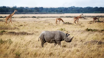 Papier peint photo autocollant rond Rhinocéros Critically Endangered Black Rhino in Africa