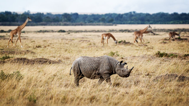 Critically Endangered Black Rhino in Africa