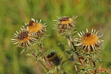 Gold-Distel (Carlina vulgaris) 