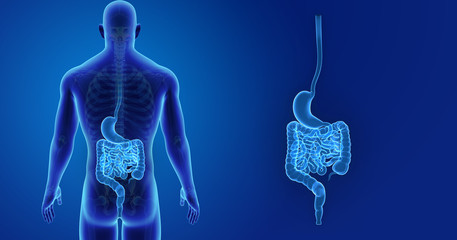 Stomach and intestine zoom with skeleton posterior view