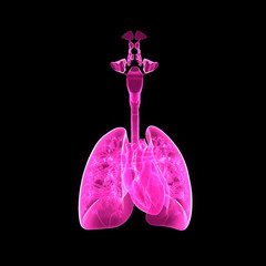 Lungs and Heart anterior view