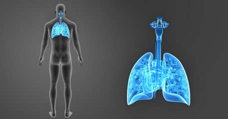 Lungs and Heart zoom with skeleton posterior view