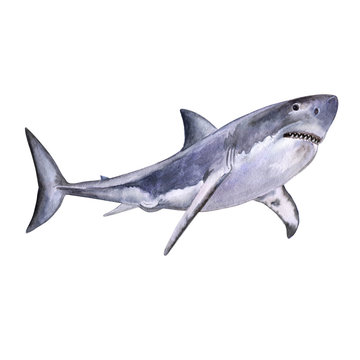Watercolor is an excellent white shark. White death of a shark isolated on a white background. For design, prints, background. Watercolor. Illustration