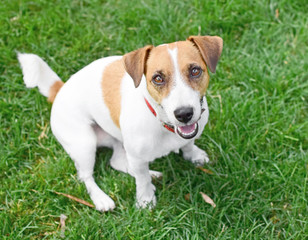 A cute happy purebred dog Jack Russell Terrier sitting on green lawn outdoor at summer day. A sweet doggy looking up