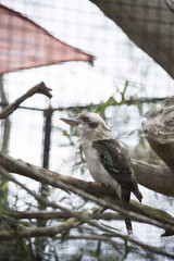Laughing Kookaburra (Dacelo novaeguineae)