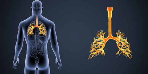 Trachea zoom with Organs posterior view