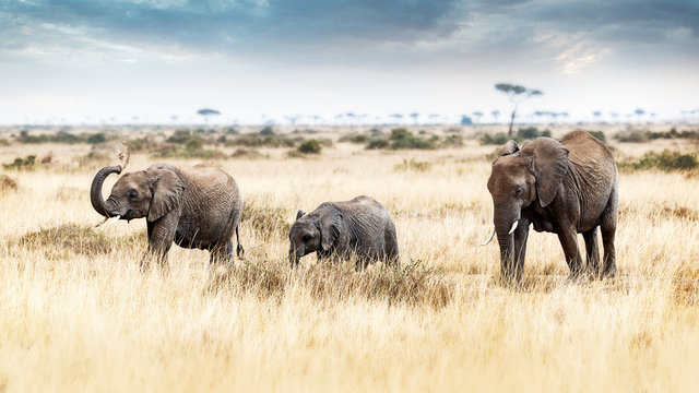 Fototapeta Three Elephants Walking in Kenya Africa