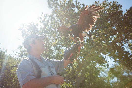 Low angle view of falconer with golden eagle