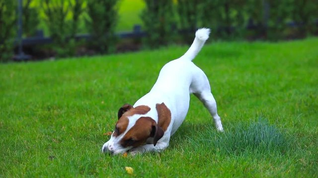 Video of Young smooth-coated Jack Russell Terrier playing at green grass