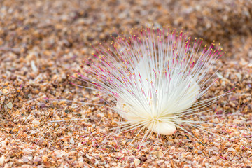 Beautiful tropical flower lies on a sandy beach, close-up