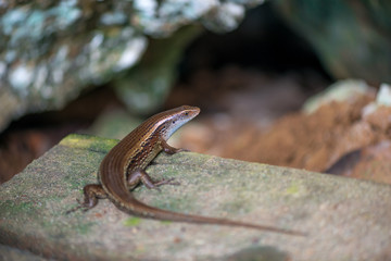 Brown lizard basks on a rock in a mountainous area close up