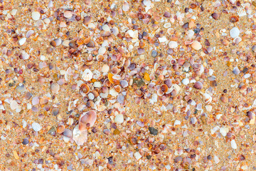 Seashells on wet sand on the shore background top view