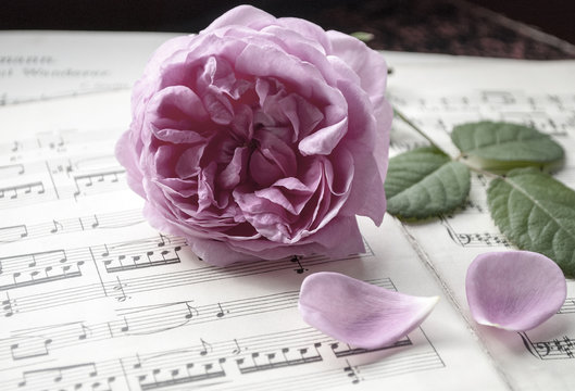 Alte Musiknoten mit erblühter Rose (Rosaceae), Musik zu Trauerfeiern