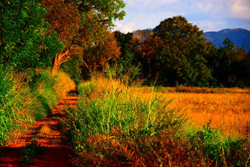 Landschaft, Sri Lanka