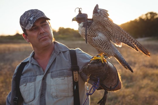 Ffalconer looking at sparrowhawk