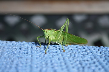 Grashüpfer