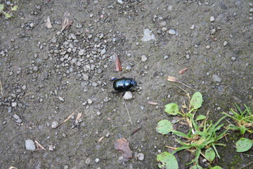Mistkäfer