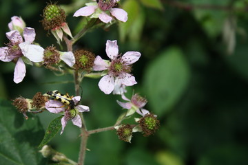 Gefleckter Schmalbock