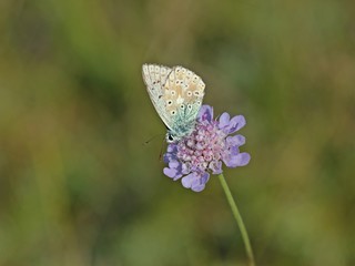 Männlicher Silbergrüner Bläuling (Polyommatus coridon) auf Tauben-Skabiose 