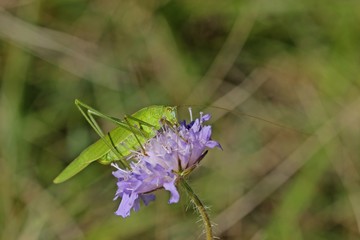 Weibliche Gemeine Sichelschrecke (Phaneroptera falcata) auf Tauben-Skabiose (Scabiosa columbaria)
