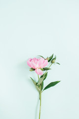 Beautiful pink peony flower on blue background. Flat lay, top view.