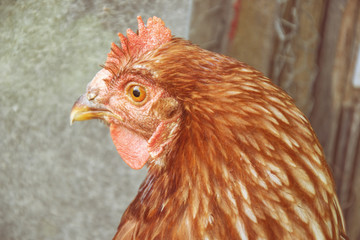 Hens feed on the traditional rural barnyard at sunny day. Detail of hen head. Chickens sitting in henhouse. Close up of chicken standing on barn yard with the chicken coop. Free range poultry farming