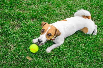 A cute purebred dog Jack Russell playing with a yellow tennis ball on green lawn outdoor at summer day