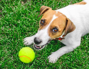 A close-up portrait of a cute purebred dog Jack Russell playing with a yellow tennis ball on green lawn outdoor at summer day