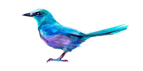 isolated painted sitting bird Jay