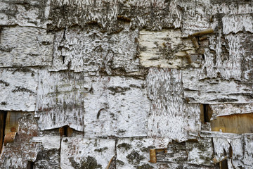 Birch tree bark texture