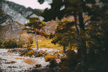 True tilt-shift shooting of partly drained, stony Katun river bank with pine and birch trees and multiple bushes on autumn overcast day, strong bokeh, Altai mountains in Kuyus district, Russia