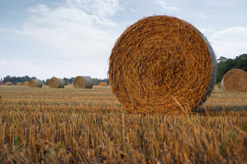 Hay bales on field after mowing