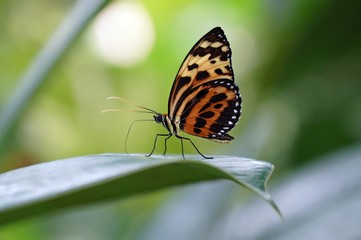 Obraz premium Getigerte Passionsblumenfalter (Heliconius ismenius)