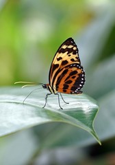 Getigerte Passionsblumenfalter (Heliconius ismenius)
