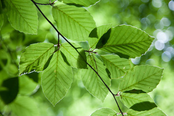 Fototapeta na wymiar Detail of leaves of oak