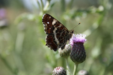 Obraz premium Landkärtchen