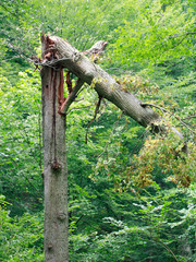 Abgebrochene Eiche im Sturm