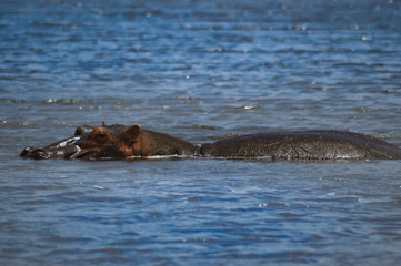 Obraz premium Hippopotamus dipping in a water body