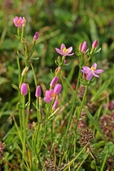 Echtes Tausendgüldenkraut (Centaurium erythraea) 
