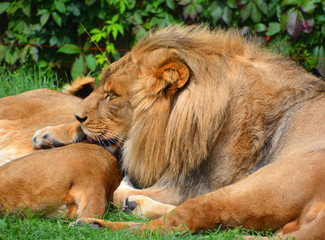 Lion is one of the four big cats in the genus Panthera, and a member of the family Felidae.