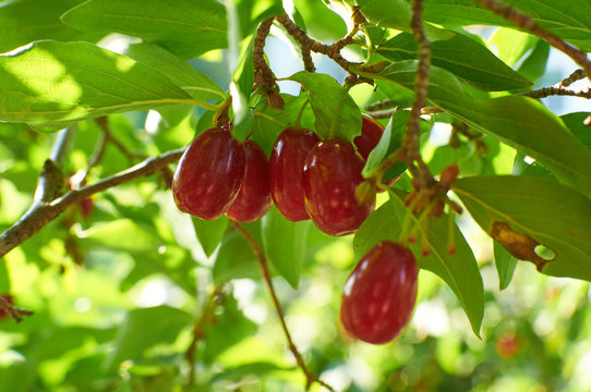  ripe red cornelian cherries called also cornel or dogwood on the branch
